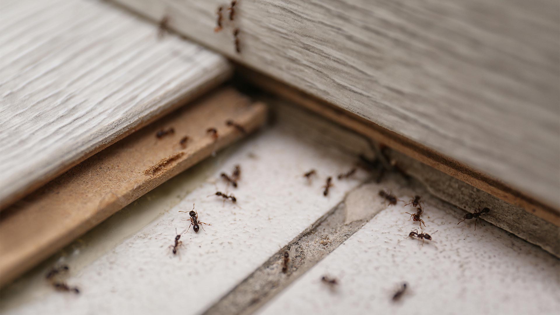 Professional Pest Control Services | B&B Extermination | Huntingburg ...